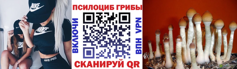 Купить закладки  Узловая  Галлюциногенные грибы GOLDEN TEACHER 